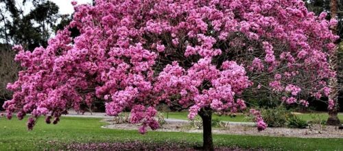 Buona settimana a tutti! 
Vi annuncio con grande gioia che da giugno si aprirà il Centro Dharma Yoga Garda! 
Per il mese di maggio farò una proposta con lezioni live e anche in pre…